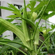 300 Seeds Long Green Okra Seeds Lady Fingers Ochro Gumbo Bhindi Clemson Spineless
