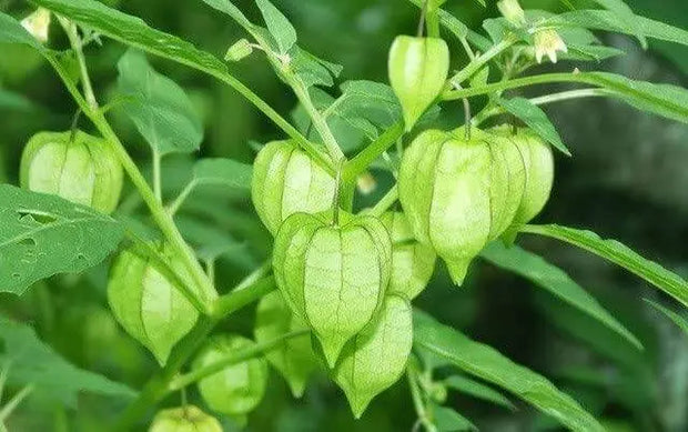 400 Husk Tomatoes Seeds tomatillio Seeds Mexican Husk Tomato Seeds Husk Tomatoes Tomatillo Grande Rio Verde Seeds for Planting Heirloom Non-GMO Seeds Physalis Philadelphica Physalis Ixocarpa