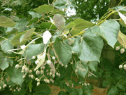 15 Linden Tree Seeds Lime, Basswood Non GMO Seeds