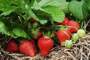 1200 Strawberry Seeds Non-GMO Fruit Seeds Organic Garden Seeds