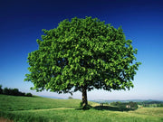 15 Linden Tree Seeds Lime, Basswood Non GMO Seeds