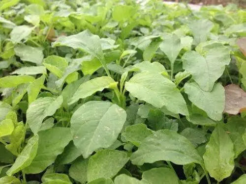 2500 Seeds Green Amaranth Seeds Rau Den Xanh - Yin Choi Edible Seeds Callaloo Thotakura Seeds - Chinese Spinach Seeds - Lal Shak - Redroot Amaranth Jamaican Callaloo Non-GMO