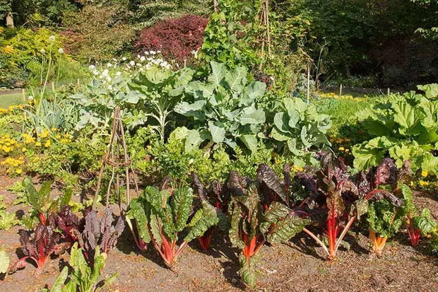 100 Rainbow Swiss Chard ( 5-Color Silverbeet ) Seeds for Planting | Heirloom & Non-GMO Vegetable Seeds Indoor Outdoor Garden