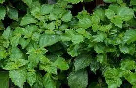 Patchouli Leaf tea herbal tea 100-gram 3.5oz