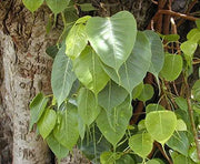 Peepal Tree 100 Tree Seeds for Planting Ficus religiosa Sacred fig Bodhi Tree pippala Tree Cay Bo De peepal Tree pipal Tree ashvattha Tree Asathu