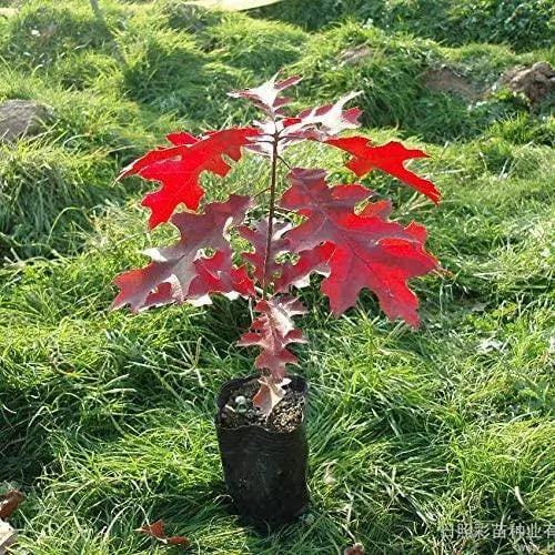 20 Seeds Red Oak Seeds for Planting Quercus rubra Tree Bonsai Seeds Alba Acorns