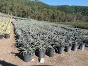 30 Seeds Yucca baccata Seeds for Planting datil Yucca Banana Yucca Spanish Bayonet Broadleaf Yucca Tree Seeds Shrub Seeds (Hardy Evergreen, Edible, Showy)