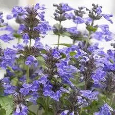 Pink Nepeta Seeds 200 Seeds Catmint Herb Seed Flower Seed Catnip catswort catwort