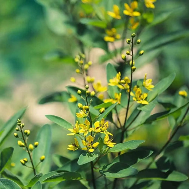 15000 Seeds Yellow Sweet Clover Seeds for Planting Melilotus Officinalis Seeds Yellow Common Melilot Seeds