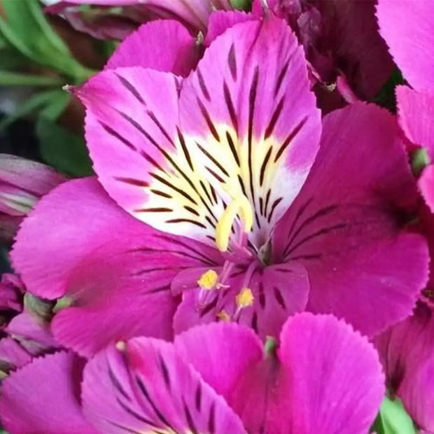 Peruvian Lily Seeds Mixed Flower Seeds 20 Seeds Alstroemeria ILY of The Incas