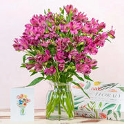 Peruvian Lily Seeds Mixed Flower Seeds 20 Seeds Alstroemeria ILY of The Incas