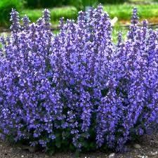 Pink Nepeta Seeds 200 Seeds Catmint Herb Seed Flower Seed Catnip catswort catwort