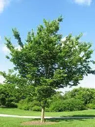 30 Seeds Common Hackberry Seeds Tree Seeds for Planting Celtis occidentalis nettletree Sugarberry beaverwood Northern Hackberry American Hackberry Seeds