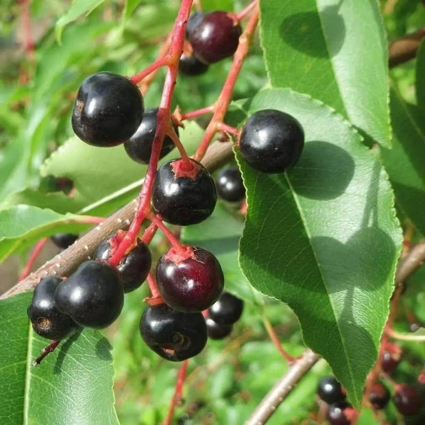 30 Seeds Black Cherry Tree Seeds for Planting Prunus serotina Mountain Sweet Black Cherry Fruit Edible
