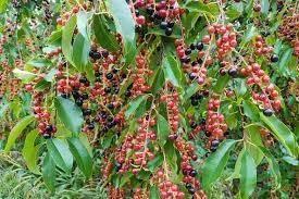 30 Seeds Black Cherry Tree Seeds for Planting Prunus serotina Mountain Sweet Black Cherry Fruit Edible