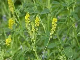 15000 Seeds Yellow Sweet Clover Seeds for Planting Melilotus Officinalis Seeds Yellow Common Melilot Seeds