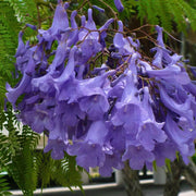 40 Seeds Jacaranda mimosifolia Seeds Tree Seeds for Planting Jacaranda Blue Jacaranda Black poui Nupur Fern Tree J. mimosifolia