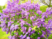 50 Seeds Common Lilac Seeds for Planting Syringa The Lilac Syringa vulgaris Flower Seeds