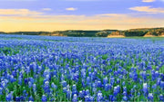 1000 Texas Bluebonnet Seeds for Planting Lupinus texensis Texas Lupine Texas State Flower Seeds
