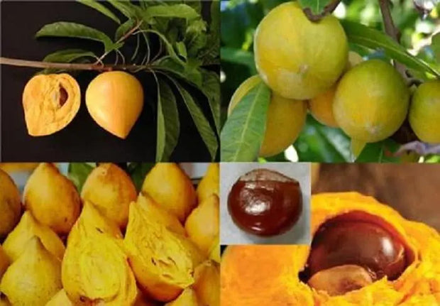 Pouteria campechiana 5 Seeds for Planting Cupcake Fruit eggfruit zapote Amarillo Cay Trung Ga Le Ki Ma canistel