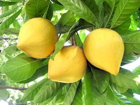 Pouteria campechiana 5 Seeds for Planting Cupcake Fruit eggfruit zapote Amarillo Cay Trung Ga Le Ki Ma canistel