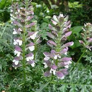 Bear's Breeches Seeds 30 Seeds Acanthus mollis Perennial Seeds for Planting - sea Dock Bear's Foot Plant sea Holly Gator Plant Oyster Plant