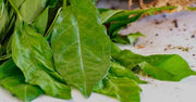 Anamu tea for upset stomach herbal tea Petiveria Alliacea Guinea Hen Tea Leaf Spiritual herb, Apothecarya Hen Boost Energy - 100 gram