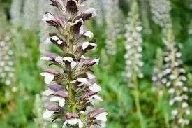 Bear's Breeches Seeds 30 Seeds Acanthus mollis Perennial Seeds for Planting - sea Dock Bear's Foot Plant sea Holly Gator Plant Oyster Plant