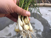 5 Scallion Garlic Chives Bulbs Perennial Rakkyo Onion Allium Chinense (Bare Root) for Planting Củ Kiệu Glittering Chive, Japanese Scallion,Kiangsi Scallion Oriental Onion Starter Plants