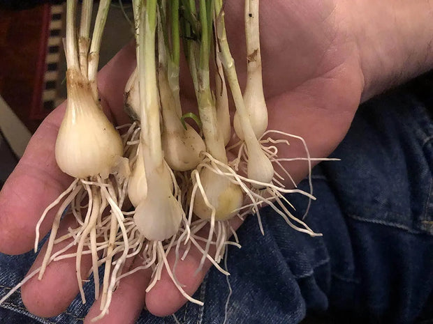 5 Scallion Garlic Chives Bulbs Perennial Rakkyo Onion Allium Chinense (Bare Root) for Planting Củ Kiệu Glittering Chive, Japanese Scallion,Kiangsi Scallion Oriental Onion Starter Plants