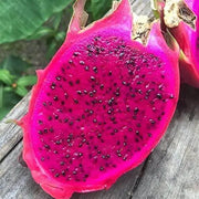 300 Seeds Red Dragon Fruit Seeds Thanh Long Pitaya Pitahaya Hylocereus Undatus Cactus Purple Dragon Fruit Pitaya/Pitahaya/Strawberry Pear