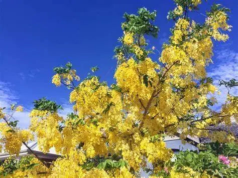 15 Golden rain Tree Seeds for Planting Golden Shower Tree Seeds Koelreuteria Paniculata Cassia Fistula | Canafistula | Purging Cassia Laburnum Anagyroides Seeds