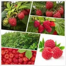 Red Raspberry 100 Seeds for Planting