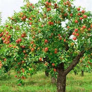 50 Seeds - Fuji Apple Tree Seeds Pink Lady Gala Apple Seeds for Planting Honey Crisp Envy Golden Deli. Native Fruit Seeds - The Rike