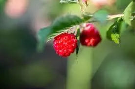 Red Raspberry 100 Seeds for Planting