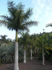 30 Seeds Cuban Royal Palm Seeds Tree Seeds for Planting Roystonea regia Florida Royal Palm Palma Real Palma criolla vakka