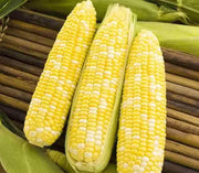 100 Ambrosia Sweet Corn Seed Flint Corn Seeds Maize Corn Indian Corn for Planting Organic Hybrid Sweet Corn Seeds Non-GMO sweetcorn Ilinois Farm Grown Heirloom Corn Yellow Sweet Corn Seeds