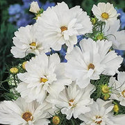 300 White Garden Cosmos Flower Seeds Cosmos Bipinnatus Aster Asteraceae Seeds (White) for Planting