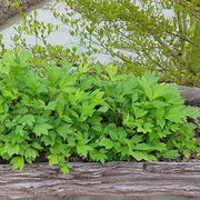 500 Seeds Mugwort Seeds Sweet Wormwood Artemisia Annua Sweet Annie Sagewort Fragrant Herb Apothecary Spiritual herb Culinary, Aromatic, Flowering