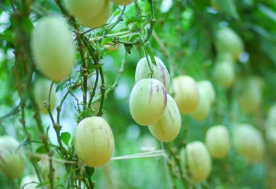 20 Seeds Pepino Dulce Sweet Cucumber Pepino Melon Fruit Seeds for Planting Solanum Muricatum Melon Pear