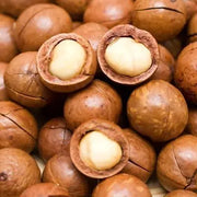 Macadamia Nuts for planting Queensland nut bush nut maroochi nut bauple nut Tree Seeds - Raw IN SHELL