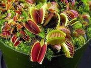 20 Seeds Venus Flytrap Dionaea muscipula Seeds for Planting Carnivorous Acidic Soil Bonsai Garden