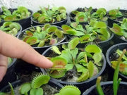 20 Seeds Venus Flytrap Dionaea muscipula Seeds for Planting Carnivorous Acidic Soil Bonsai Garden