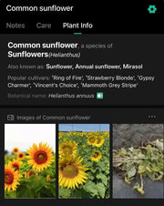 Mammoth Sunflower Seeds for Planting - 100 Seeds - Wild Perennial Sunflower Seeds, Peredovik Sunflower Gypsy chamer Seeds, Mammoth Grey Stripe Sunflower Seeds