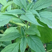 4500 Seeds Green Amaranth Seeds Rau Den Xanh - Yin Choi Edible Seeds Callaloo Thotakura Seeds - Chinese Spinach Seeds - Lal Shak - Redroot Amaranth Jamaican Callaloo Non-GMO