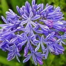 25 Seeds Dwarf Blue Lily of The Nile Flower Seeds for Planting Common Agapanthus Seeds Agapanthus praecox African Lily Seeds