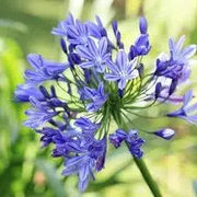 25 Seeds Dwarf Blue Lily of The Nile Flower Seeds for Planting Common Agapanthus Seeds Agapanthus praecox African Lily Seeds