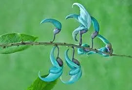 5 Seeds Jade Vine Seeds for Planting Strongylodon macrobotrys Flower Seeds Emerald Vine Turquoise Jade Vine tayabak