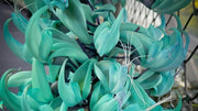 5 Seeds Jade Vine Seeds for Planting Strongylodon macrobotrys Flower Seeds Emerald Vine Turquoise Jade Vine tayabak