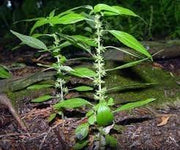 50 Pennsylvania Pellitory Seeds for Planting Parietaria pensylvanica Flower Seeds